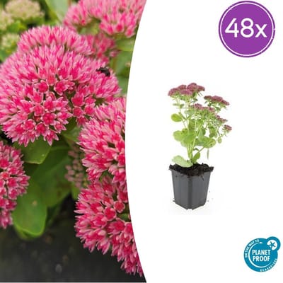 Trendyplants - Sedum 'Herbstfreude' - 48 stuks - Vetkruid - Winterhard - Hoogte 10-30 cm - Potmaat Ø9cm