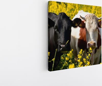 Saammp Canvas Schilderij - 2 Koeien in de wei - Natuur - Dieren - 20x20 - Foto op canvas - Wanddecoratie - Muurdecoratie Woonkamer - Slaapkamer decoratie - Canvas Print