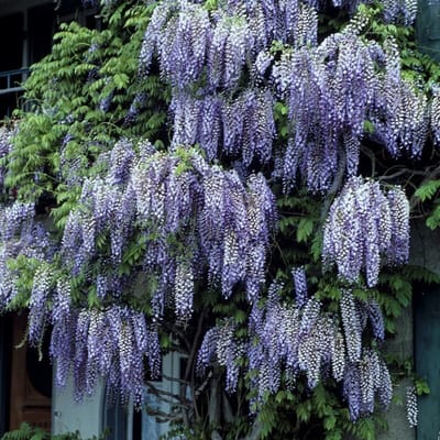 12 x Blauwe Regen 'Issai Perfect' Paars - Winterharde Bloeiende Klimplant - Wisteria sinensis 'Issai Perfect' in C2.5 liter pot met hoogte 50-60cm