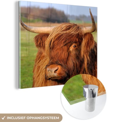 MuchoWow® Glasschilderij 50x50 cm - Schilderij acrylglas - Schotse Hooglander - Gras - Boom - Foto op glas - Schilderijen