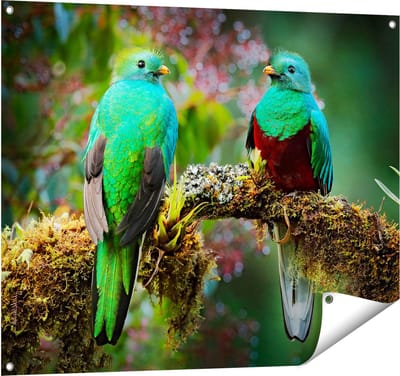 Gards Tuinposter Twee Groene Quetzal Vogels op een Tak - 100x80 cm - Tuindoek - Tuindecoratie - Wanddecoratie buiten - Tuinschilderij