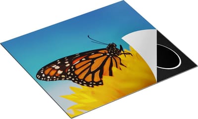 Chefcare Inductie Beschermer Oranje Vlinder bij een Zonnebloem - 60x50 cm - Afdekplaat Inductie - Kookplaat Beschermer - Inductie Mat