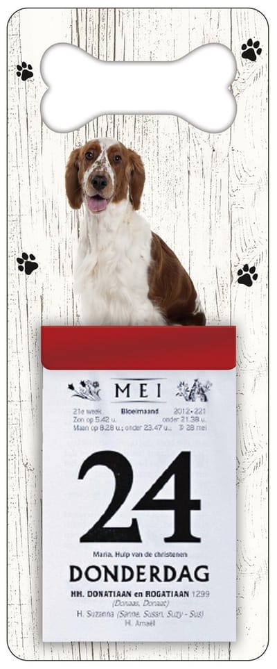 Scheurkalender 2027 Hond: Welsh Springer Spaniel