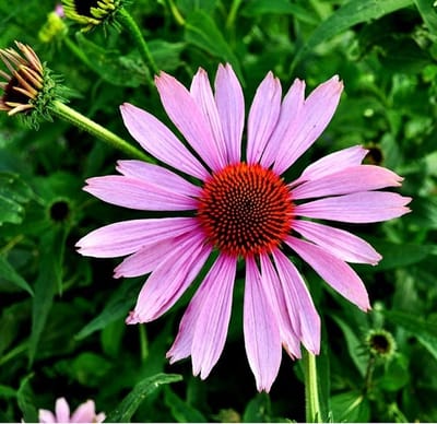 12 x Echinacea purpurea - Zonnehoed Pot 9x9 cm - Prachtige paarse bloemen voor tuin en border