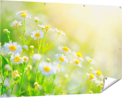 Gards Tuinposter Witte Kamille Bloemen met Zonneschijn - 150x100 cm - Tuindoek - Tuindecoratie - Wanddecoratie buiten - Tuinschilderij