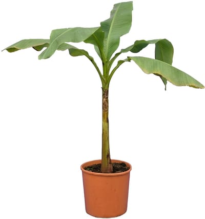 Bloomique - Musa basjoo - Tuinbanaan - Japanse Vezelbanaan - Winterhard - Balkonplanten - Tuinplanten - 100-110 cm Hoogte - Pot 26cm