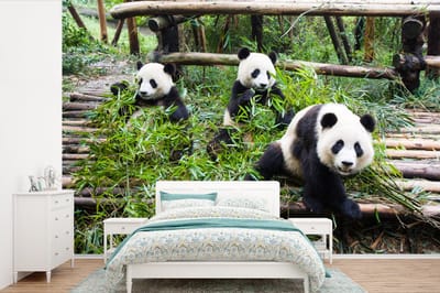Behang - Fotobehang Panda's - Bamboe - Bladeren - Breedte 600 cm x hoogte 400 cm
