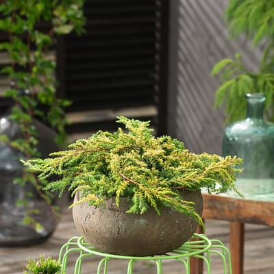 Plants Online BV - Planten - Haagplanten - Coniferen - Set van 1 - Juniperus comm. 'Lemon Carpet'