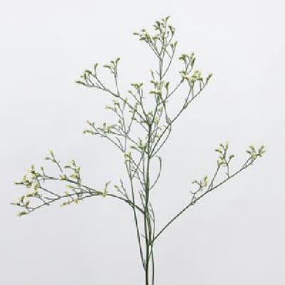 25x Lim.china white 60cm