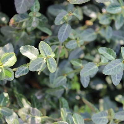 24 x Kardinaalsmuts 'Dart's Blanket' - Euonymus fortunei 'Dart's Blanket' pot 9x9cm, voor 3m² : Een prachtige bodembedekker met herfstachtige paarsrode bloemen