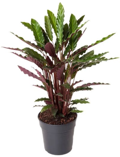 JUNAVERA Calathea rufibarba | fluweelcalathea voor terrarium en woonkamer | 7 cm pot | 16 cm hoog