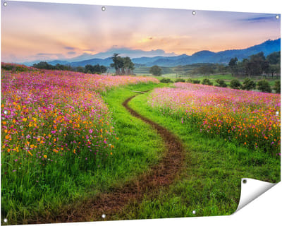 Gards Tuinposter Kosmos Bloemenveld met een Pad - Bloemen - 150x100 cm - Tuindoek - Tuindecoratie - Wanddecoratie buiten - Tuinschilderij