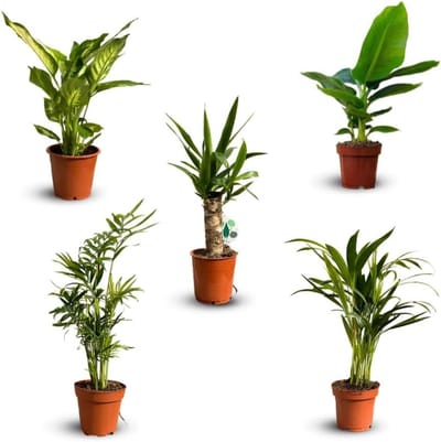 Kamerplanten Set - Groene Planten - Lucht Zuiveren - Natuurlijk Luchtreiniger - 30-40 cm - Groen