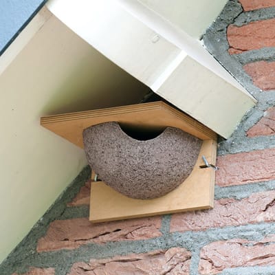 CJ Wildlife Kunstnest voor Huiszwaluw - Enkel Zwaluwnest - Nestkast voor Zwaluw - Vogelhuis van FSC-gecertificeerd Hout - Aanbevolen door Vogelbescherming