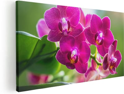 Artaza Canvas Schilderij Orchidee - 40x20 cm - Klein - Wanddecoratie Bloemen - Muurdecoratie Woonkamer - Schilderijen Op Canvas