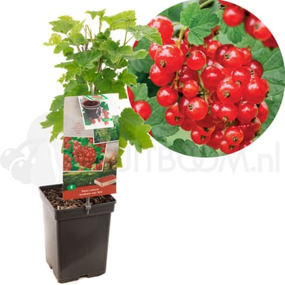 Bessenstruik Ribes rubrum Jonkheer v Tets - Rode bes 18cm