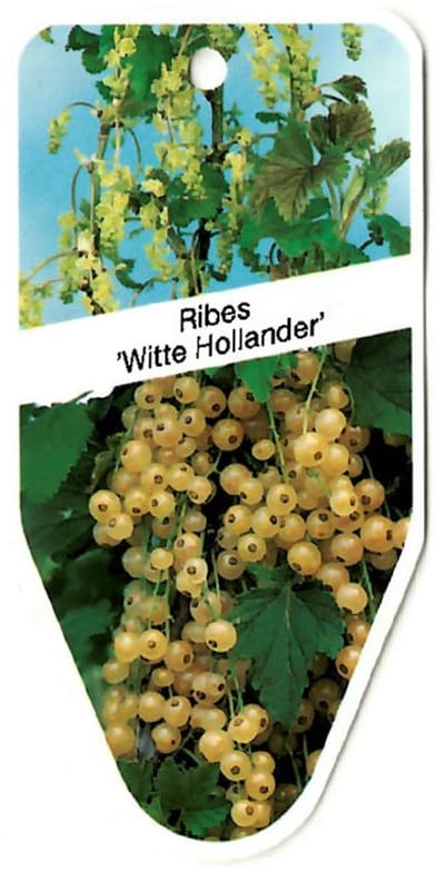 Oosterik home - Ribes Witte Hollander