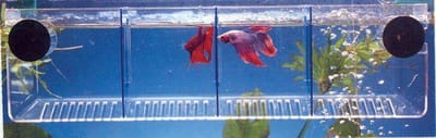 Betta container