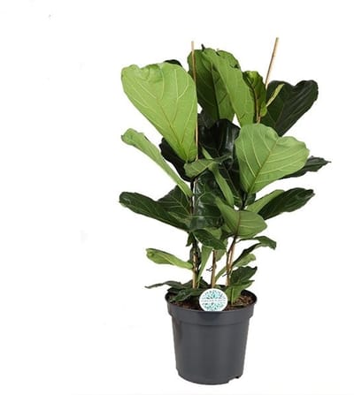 FIcus Lyrata - Hoogte 135cm - Pot 35cm