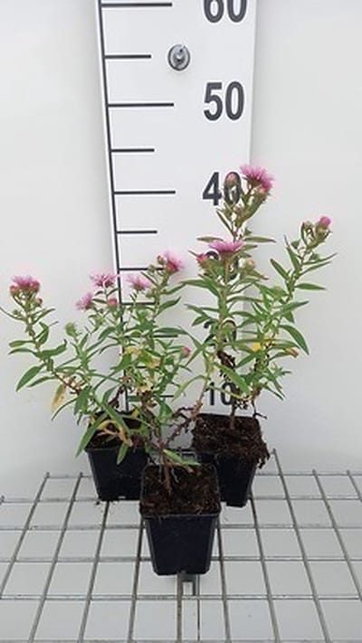 6x Aster - Aster n.a. 'Rudelsburg' | 9x9 cm pot
