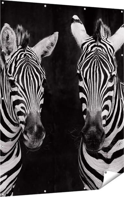 Gards Tuinposter Twee Zebra's - Zwart Wit - 120x160 cm - Tuindoek - Tuindecoratie - Wanddecoratie buiten - Tuinschilderij