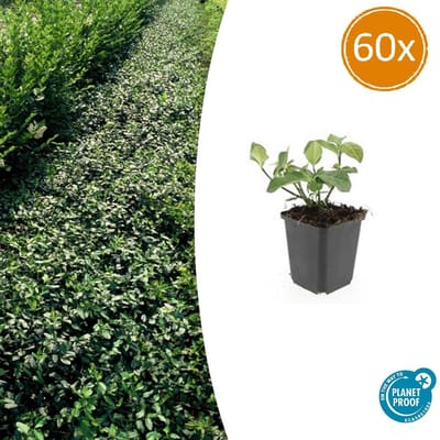 Tuinplantenshop.com | Euonymus fort. 'Dart's Blanket' | 60 stuks - Ø9cm - 10-25cm hoog - Tuinplant