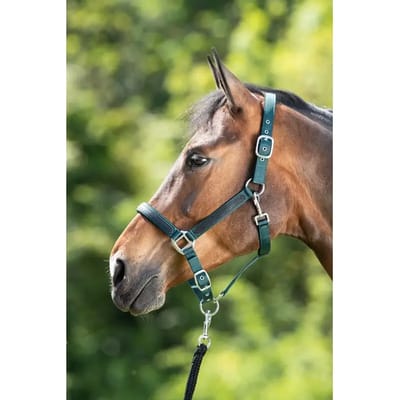 Halster voor paarden HFI First