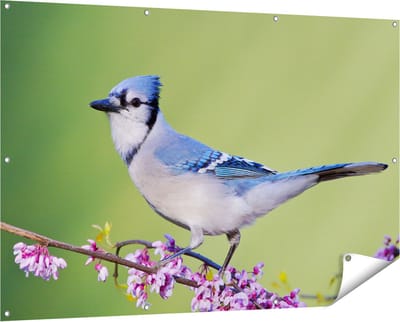 Gards Tuinposter Blauwe Gaai Vogel op een Tak - Kleur - 150x100 cm - Tuindoek - Tuindecoratie - Wanddecoratie buiten - Tuinschilderij