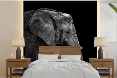 Behang - Fotobehang Olifant - Zwart wit - Portret - Dieren - Breedte 280 cm x hoogte 280 cm