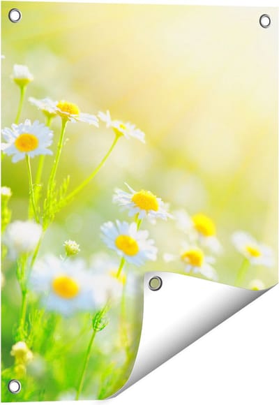 Gards Tuinposter Witte Kamille Bloemen met Zonneschijn - 40x50 cm - Tuindoek - Tuindecoratie - Wanddecoratie buiten - Tuinschilderij