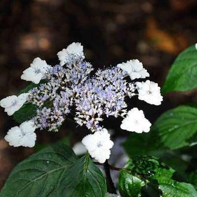 Hydrangea Serrata 'Intermedia' - Hortensia 25-30 cm in pot