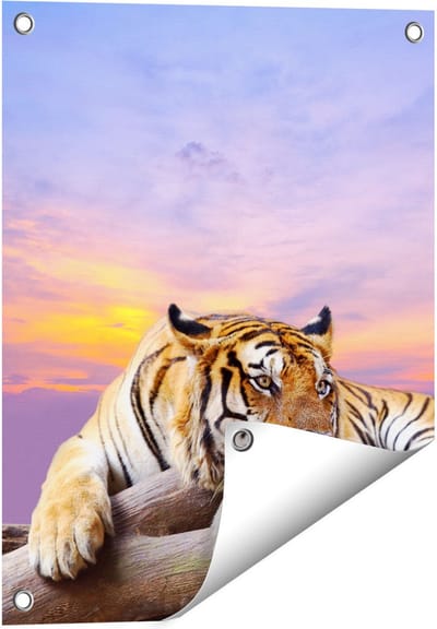 Gards Tuinposter Tijger tijdens Zonsondergang - 40x50 cm - Tuindoek - Tuindecoratie - Wanddecoratie buiten - Tuinschilderij