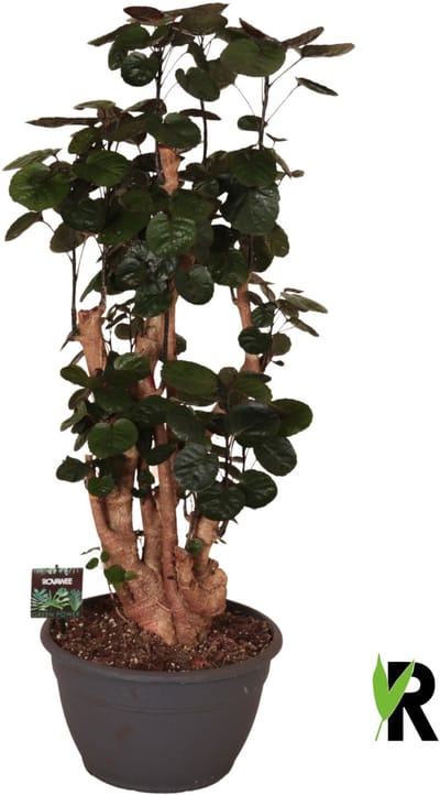 Polyscias Fabian bonsai 100 cm - Kamerplant - Potmaat Ø30 cm
