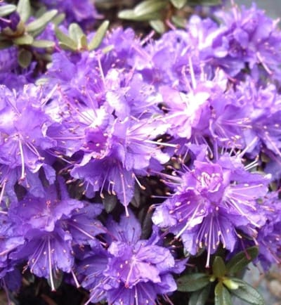 Japanse Azalea - Dwergstruik - Tuin Decoratie - Rijkbloeiend Sierstruik - 40-50 cm - Blauw Violet