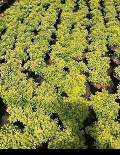 Berberis thunb. 'Tiny Gold'® - Zuurbes 20- 25 cm in pot