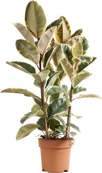Bloomique - Ficus Elastica Tineke - Rubberplant - Kamerplanten - Luchtzuiverend - Hoogte 90-110 cm - Pot 27