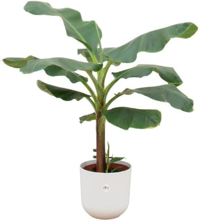 Combi deal - Bananenplant (Musa) inclusief elho Jazz Round wit Ø23 - 120 cm