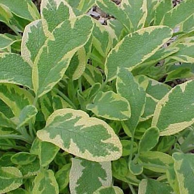 6 x Salvia Officinalis 'Aurea' - Echte Salie pot 9x9cm