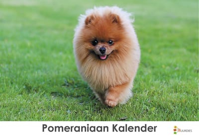 Pomeriaan verjaardagskalender | Pomeriaan wandkalender | Verjaardagskalender 35x24 cm