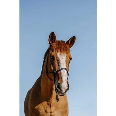Ethologisch halster voor paard Norton Nylon