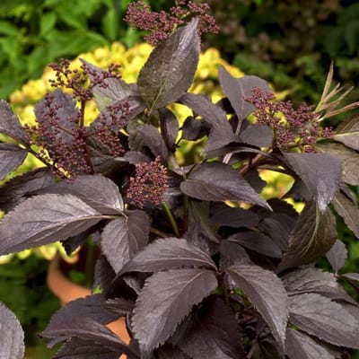 Plants Online BV - Planten - Tuinplanten - Heesters - Set van 1 - Zwarte vlier 'Black Beauty'