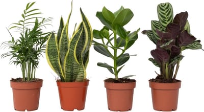 Plant in a Box - Oersterke Kamerplanten Mix - Set van 4 - Kamerplant - Easy care planten - Pot 12cm - Hoogte 25-40cm