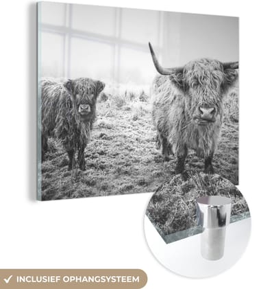MuchoWow® Glasschilderij 160x120 cm - Schilderij acrylglas - Schotse hooglanders - Licht - Lucht - Natuur - Foto op glas - Schilderijen
