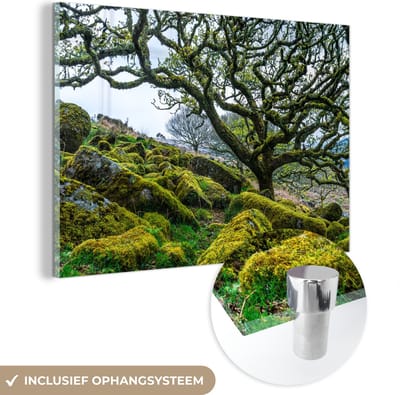 ® Glasschilderij 180x120 cm - Schilderij acrylglas - Bemoste boom in het Nationaal park Dartmoor in Engeland - Foto op glas - Muurdecoratie woonkamer - Wanddecoratie slaapkamer - Schilderijen