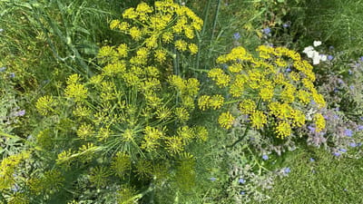 Veldbloemen zaad - Tuinkruiden 5 gram - 2,5m2 - meerjarig kruidenmengsel - bijen - vlinders - bloemenweide