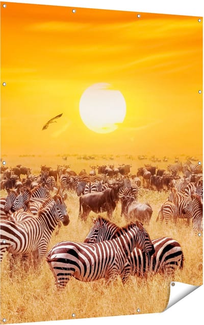 Gards Tuinposter Kudde Zebra's bij een Oranje Zonsondergang - 120x160 cm - Tuindoek - Tuindecoratie - Wanddecoratie buiten - Tuinschilderij