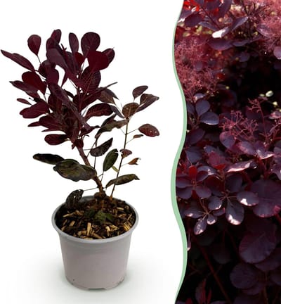 Plantenboetiek.nl | Cotinus coggyria Lilla - Paars 1 Plant - Bladverliezend - Weinig Onderhoud - Ø12cm - 25-35cm hoog - Tuinplant