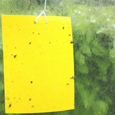 gele lijmvallen 20 stuks vangplaten, 15x20cm, vangkaarten, lijmplaten tegen insecten zoals rouwvliegjes, witte vlieg, bladluis en mineervliegen geschikt voor binnen, buiten, kweektent of kas
