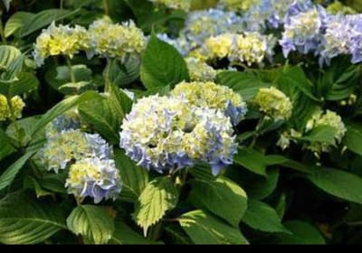 2 x Hydrangea macr. 'Nikko Blue' - Boerenhortensia, Bolhortensia 25- 30 cm in pot