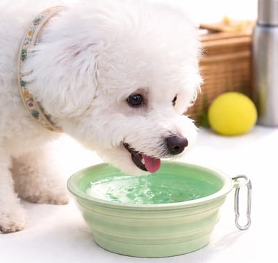 Opvouwbare Honden Voer- en Drinkbak – 350 ml – Draagbare Reisbak – Inclusief Karabijnhaak – Geschikt voor Hond & Kat – Groen